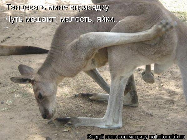 Танцевать мине вприсядку Чуть мешают, малость, яйки...... Котоматрица: Танцевать мине вприсядку Чуть мешают, малость, яйки...
