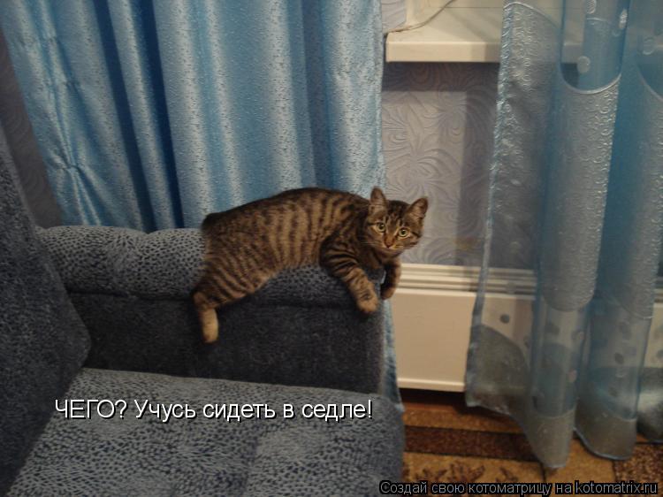 ЧЕГО? Учусь сидеть в седле!... Котоматрица: ЧЕГО? Учусь сидеть в седле!