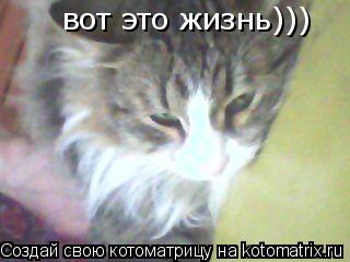 вот это жизнь)))... Котоматрица: вот это жизнь)))