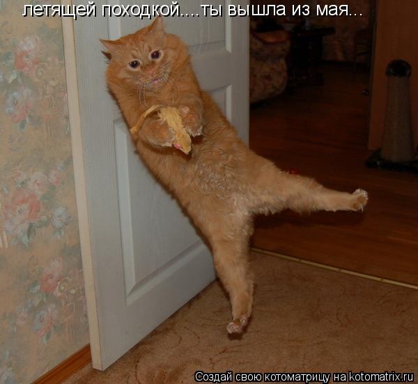 летящей походкой....ты вышла из мая...... Котоматрица: летящей походкой....ты вышла из мая...
