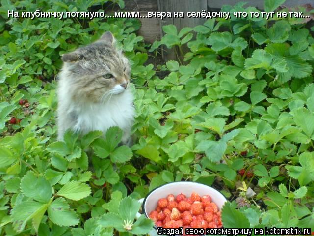 На клубничку потянуло....мммм...вчера на селёдочку, что то тут не так...... Котоматрица: На клубничку потянуло....мммм...вчера на селёдочку, что то тут не так...