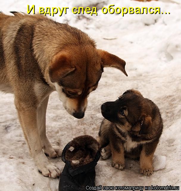 И вдруг след оборвался...... Котоматрица: И вдруг след оборвался...