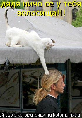 дядя ничо се у тебя волосища!!!... Котоматрица: дядя ничо се у тебя волосища!!!