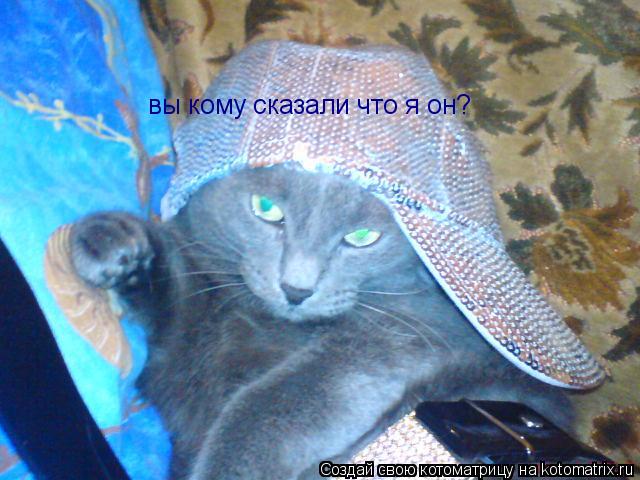 вы кому сказали что я он?... Котоматрица: вы кому сказали что я он?