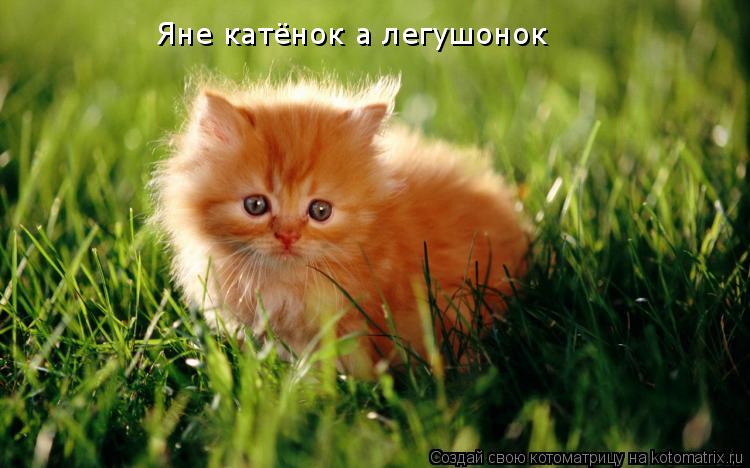 Яне катёнок а легушонок... Котоматрица: Яне катёнок а легушонок