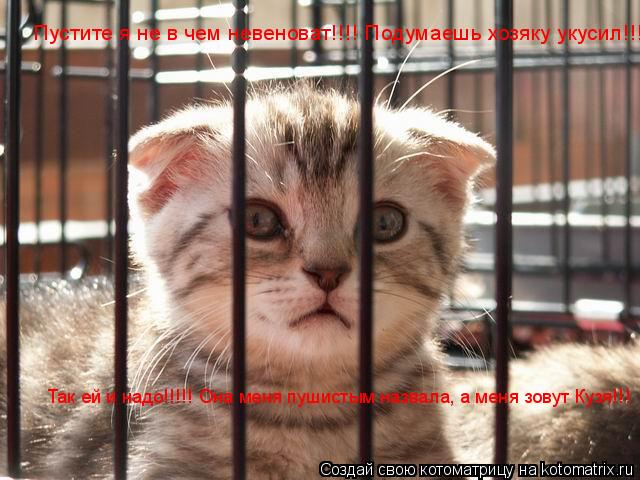 Пустите я не в чем невеноват!!!! Подумаешь хозяку укусил!!! Так ей и надо!!!!! Она меня пушистым на... Котоматрица: Пустите я не в чем невеноват!!!! Подумаешь хозяку укусил!!! Так ей и надо!!!!! Она меня пушистым назвала, а меня зовут Кузя!!!