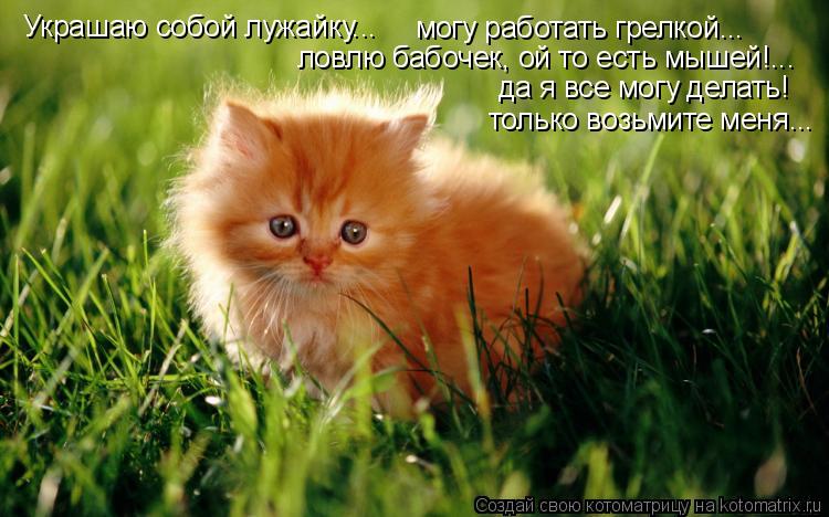 Украшаю собой лужайку... могу работать грелкой... ловлю бабочек, ой то есть мышей!... да я в... Котоматрица: Украшаю собой лужайку... могу работать грелкой... ловлю бабочек, ой то есть мышей!... да я все могу делать! только возьмите меня...