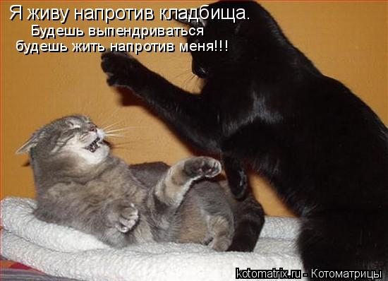 Я живу напротив кладбища. Будешь выпендриваться будешь жить напротив меня!!!... Котоматрица: Я живу напротив кладбища. Будешь выпендриваться будешь жить напротив меня!!!