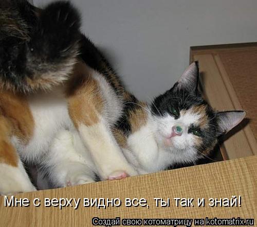 Мне с верху видно все, ты так и знай!... Котоматрица: Мне с верху видно все, ты так и знай!