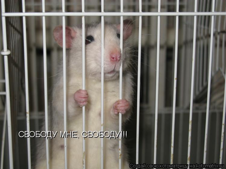 СВОБОДУ МНЕ, СВОБОДУ!!!... Котоматрица: СВОБОДУ МНЕ, СВОБОДУ!!!