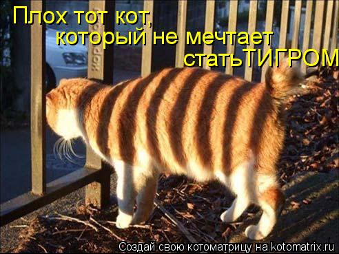 Плох тот кот, который не мечтает статьТИГРОМ.... Котоматрица: Плох тот кот, который не мечтает статьТИГРОМ.