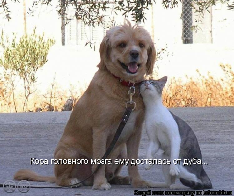 Кора головного мозга ему досталась от дуба...... Котоматрица: Кора головного мозга ему досталась от дуба...