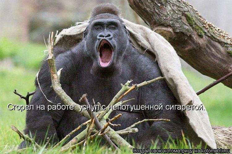 Сгорел на работе: уснул с непотушенной сигаретой.... Котоматрица: Сгорел на работе: уснул с непотушенной сигаретой.