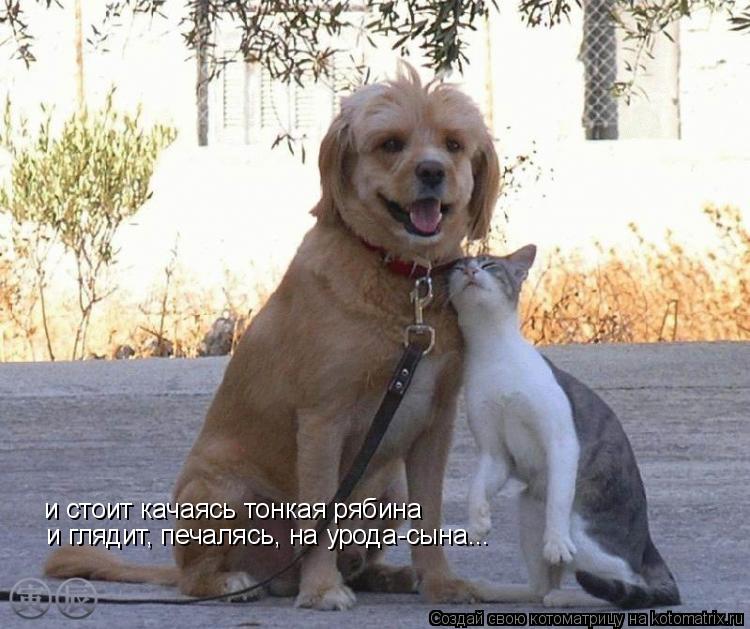 и стоит качаясь тонкая рябина и глядит, печалясь, на урода-сына...... Котоматрица: и стоит качаясь тонкая рябина и глядит, печалясь, на урода-сына...