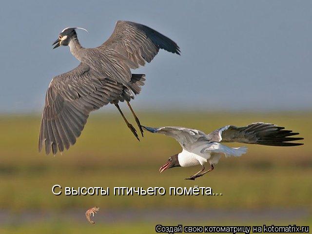С высоты птичьего помёта...... Котоматрица: С высоты птичьего помёта...