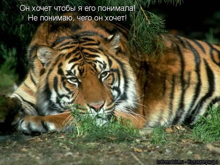 Он хочет чтобы я его понимала! Не понимаю, чего он хочет!... Котоматрица: Он хочет чтобы я его понимала! Не понимаю, чего он хочет!