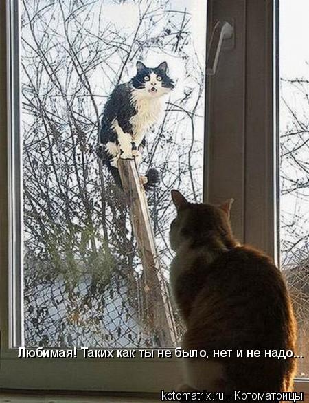 Любимая! Таких как ты не было, нет и не надо...... Котоматрица: Любимая! Таких как ты не было, нет и не надо...
