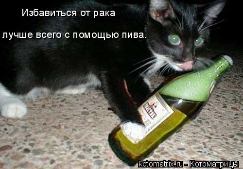 Избавиться от рака лучше всего с помощью пива.... Котоматрица: Избавиться от рака лучше всего с помощью пива.