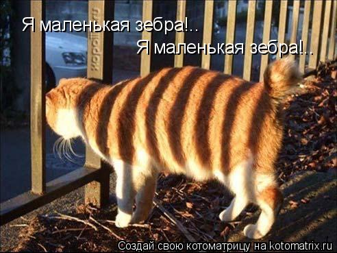 Котоматрица: Я маленькая зебра!.. Я маленькая зебра!..