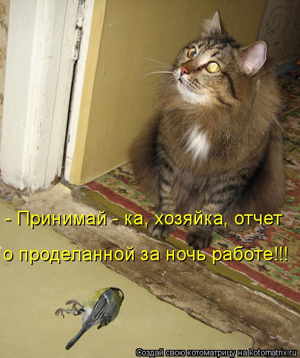 Котоматрица: - Принимай - ка, хозяйка, отчет  о проделанной за ночь работе!!!