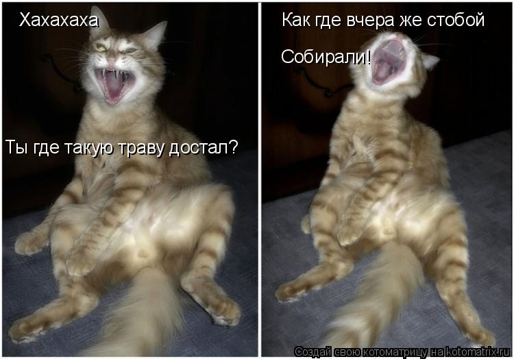 Хахахаха Ты где такую траву достал? Как где вчера же стобой Собирали!... Котоматрица: Хахахаха Ты где такую траву достал? Как где вчера же стобой Собирали!