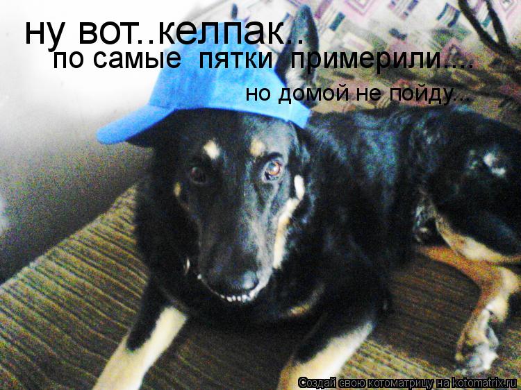 ну вот..кeлпак.. по самые пятки примерили.... но домой не пойду...... Котоматрица: ну вот..кeлпак.. по самые пятки примерили.... но домой не пойду...