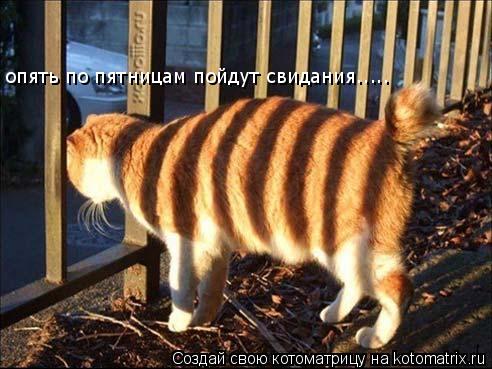 опять по пятницам пойдут свидания........ Котоматрица: опять по пятницам пойдут свидания.....