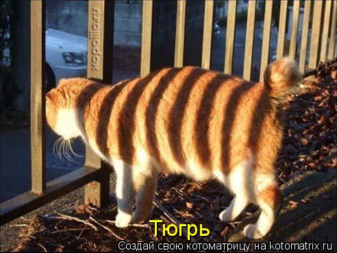 Тюгрь... Котоматрица: Тюгрь