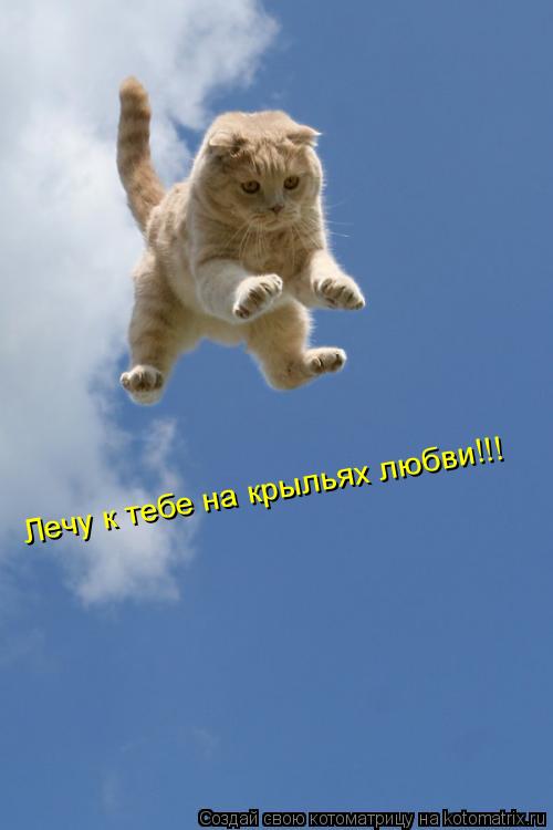 Лечу к тебе на крыльях любви!!!... Котоматрица: Лечу к тебе на крыльях любви!!!