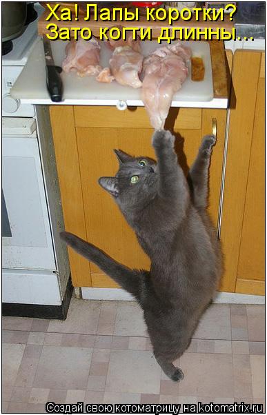 Ха! Лапы коротки? Зато когти длинны...... Котоматрица: Ха! Лапы коротки? Зато когти длинны...