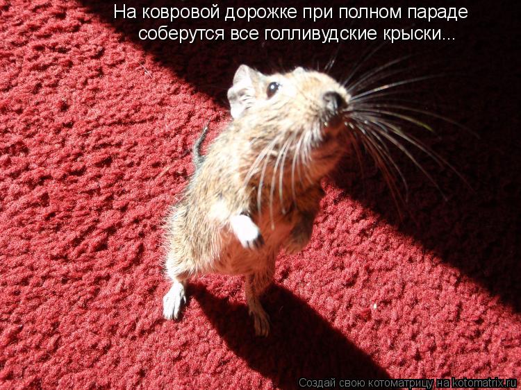 На ковровой дорожке при полном параде соберутся все голливудские крыски...... Котоматрица: На ковровой дорожке при полном параде соберутся все голливудские крыски...