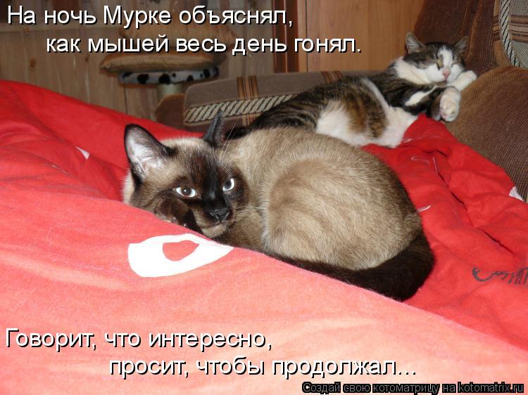 Котоматрица: На ночь Мурке объяснял, просит, чтобы продолжал... Говорит, что интересно, как мышей весь день гонял.