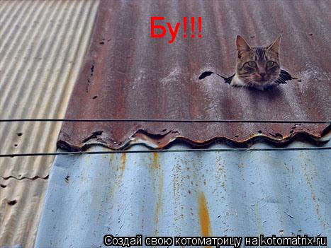 Бу!!!... Котоматрица: Бу!!!