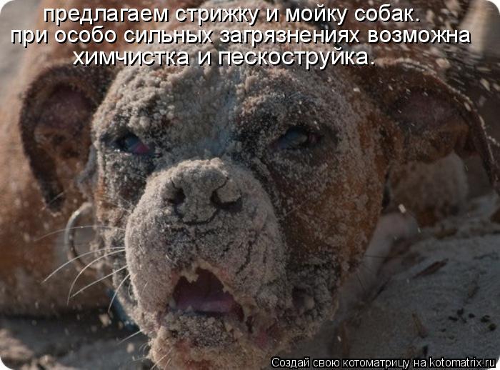 предлагаем стрижку и мойку собак. при особо сильных загрязнениях возможна химчистка и пескоструйка.... Котоматрица: предлагаем стрижку и мойку собак. при особо сильных загрязнениях возможна химчистка и пескоструйка.