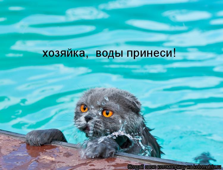 хозяйка, воды принеси!... Котоматрица: хозяйка, воды принеси!