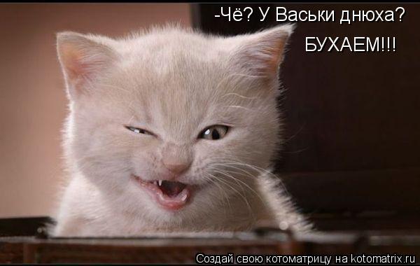 -Чё? У Васьки днюха? БУХАЕМ!!!... Котоматрица: -Чё? У Васьки днюха? БУХАЕМ!!!