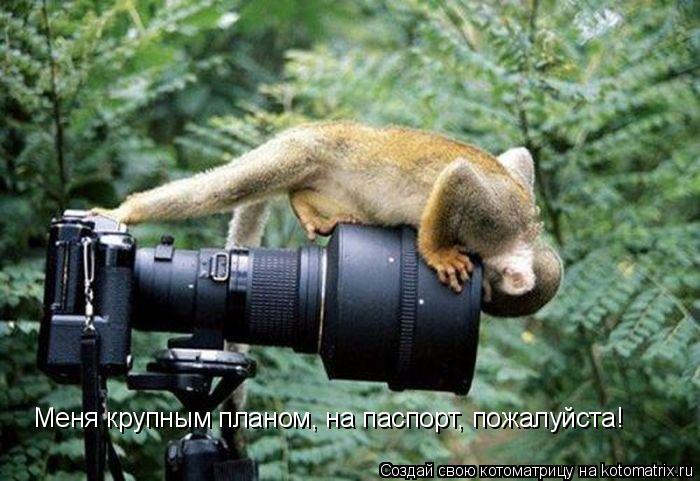 Меня крупным планом, на паспорт, пожалуйста!... Котоматрица: Меня крупным планом, на паспорт, пожалуйста!
