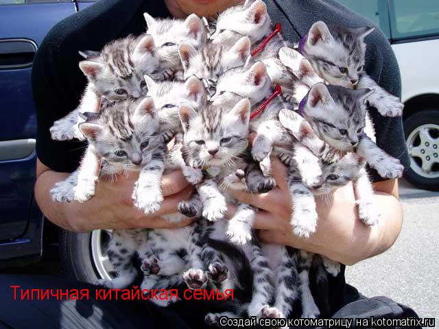 Типичная китайская семья... Котоматрица: Типичная китайская семья