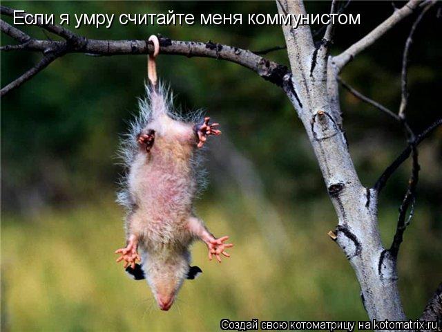 Если я умру считайте меня коммунистом... Котоматрица: Если я умру считайте меня коммунистом
