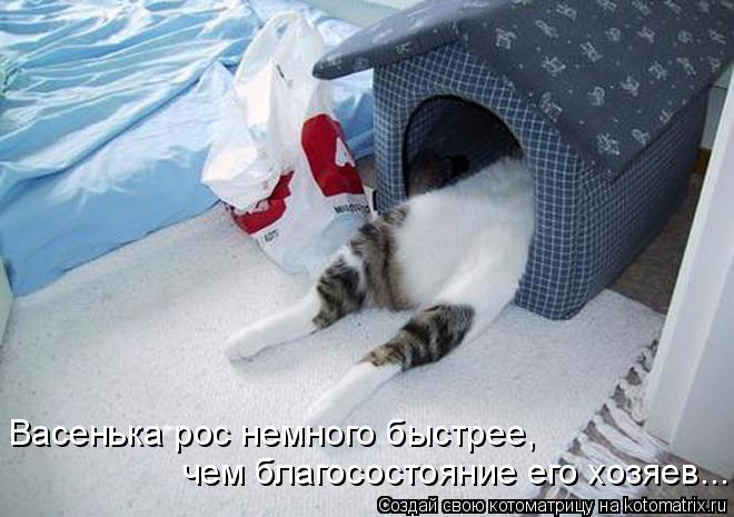 чем благосостояние его хозяев... Васенька рос немного быстрее,... Котоматрица: чем благосостояние его хозяев... Васенька рос немного быстрее,