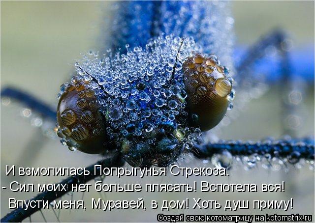 И взмолилась Попрыгунья Стрекоза: - Сил моих нет больше плясать! Вспотела вся! Впусти меня, Муравей, ... Котоматрица: И взмолилась Попрыгунья Стрекоза: - Сил моих нет больше плясать! Вспотела вся! Впусти меня, Муравей, в дом! Хоть душ приму!