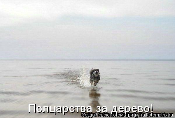 Полцарства за дерево!... Котоматрица: Полцарства за дерево!