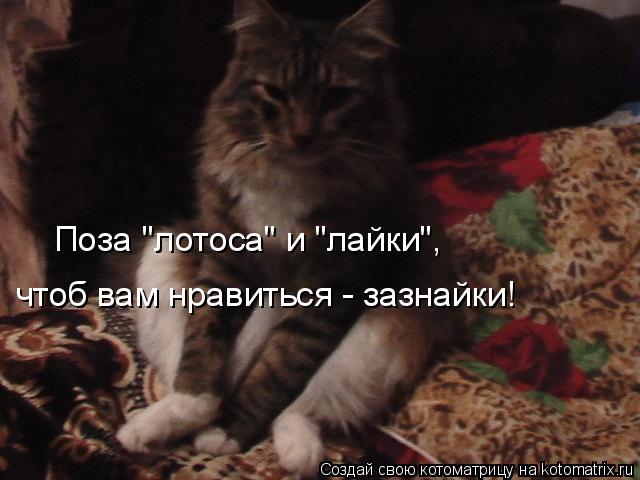 Поза "лотоса" и "лайки", чтоб вам нравиться - зазнайки!... Котоматрица: Поза "лотоса" и "лайки", чтоб вам нравиться - зазнайки!