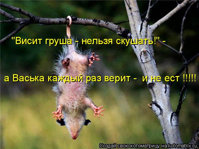 "Висит груша - нельзя скушать!" - а Васька каждый раз верит - и не ест !!!!!... Котоматрица: "Висит груша - нельзя скушать!" - а Васька каждый раз верит - и не ест !!!!!