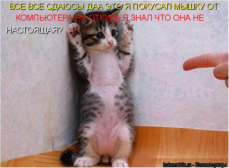 ВСЕ ВСЕ СДАЮСЬ! ДАА ЭТО Я ПОКУСАЛ МЫШКУ ОТ КОМПЬЮТЕРА НУ ОТКУДА Я ЗНАЛ ЧТО ОНА НЕ НАСТОЯЩАЯ?... Котоматрица: ВСЕ ВСЕ СДАЮСЬ! ДАА ЭТО Я ПОКУСАЛ МЫШКУ ОТ КОМПЬЮТЕРА НУ ОТКУДА Я ЗНАЛ ЧТО ОНА НЕ НАСТОЯЩАЯ?