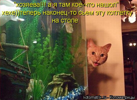 "хозяева!!! а я там кое-что нашол" хехе))теперь наконец-то сьем эту котлетку на столе... Котоматрица: "хозяева!!! а я там кое-что нашол" хехе))теперь наконец-то сьем эту котлетку на столе