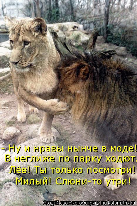 - Ну и нравы нынче в моде! В неглиже по парку ходют. Лёв! Ты только посмотри! Милый! Слюни-то утри!... Котоматрица: - Ну и нравы нынче в моде! В неглиже по парку ходют. Лёв! Ты только посмотри! Милый! Слюни-то утри!