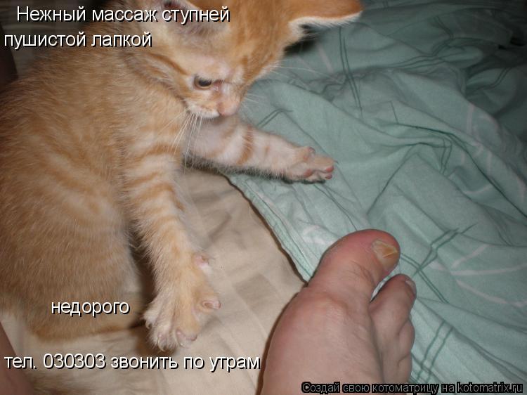 Нежный массаж ступней пушистой лапкой недорого тел. 030303 звонить по утрам... Котоматрица: Нежный массаж ступней пушистой лапкой недорого тел. 030303 звонить по утрам