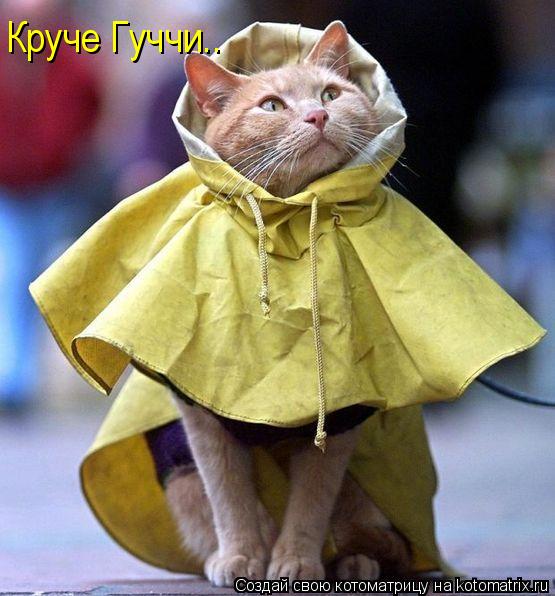 Круче Гуччи..... Котоматрица: Круче Гуччи..