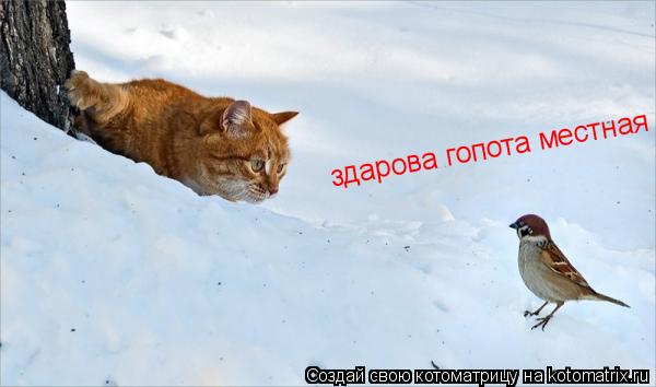 здарова гопота местная... Котоматрица: здарова гопота местная